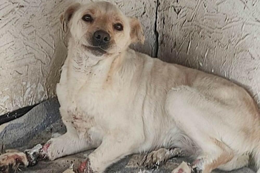 MIRJANA I DORA: Zverski mučenu ženku labradora udomila i spasila veterinarka iz Rumenke! PONOVO MOŽE DA HODA!