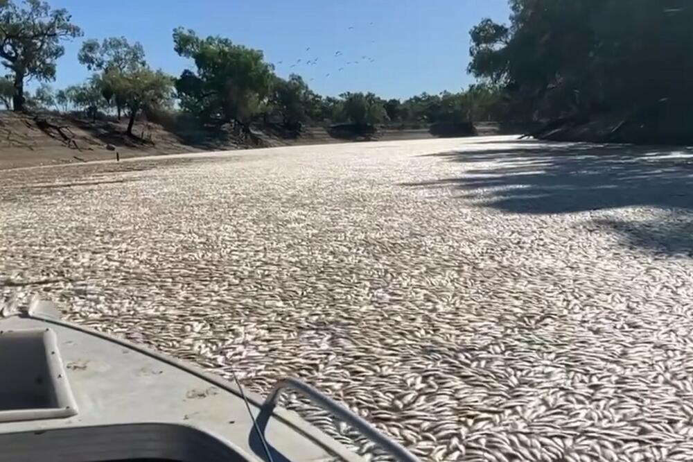 NEVEROVATAN PRIZOR U AUSTRALIJI: Milioni MRTVIH riba plutaju po reci, od umrlih životinja VODA SE NE VIDI (UZNEMIRUJUĆI VIDEO)