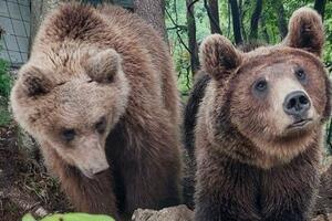 MEDVEDICE MAŠA I LJUBICA ŽIVE SA LJUDIMA NA OZRENU: Jedu iz ruke, samo se maze, a vole i da vire u mobilni dok Petar piše poruku