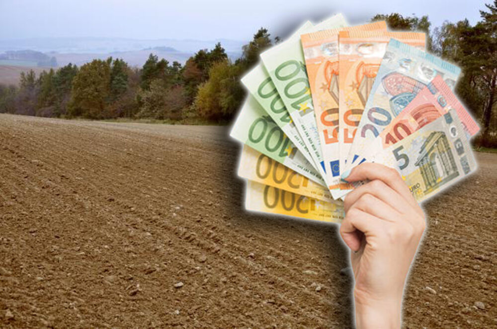KO ZASADI OVO POVRĆE IZ AMERIKE MOŽE DOBRO DA SE OBOGATI: Zarada ide i do 10.000 evra po hektaru! Ima ga sve više u Srbiji