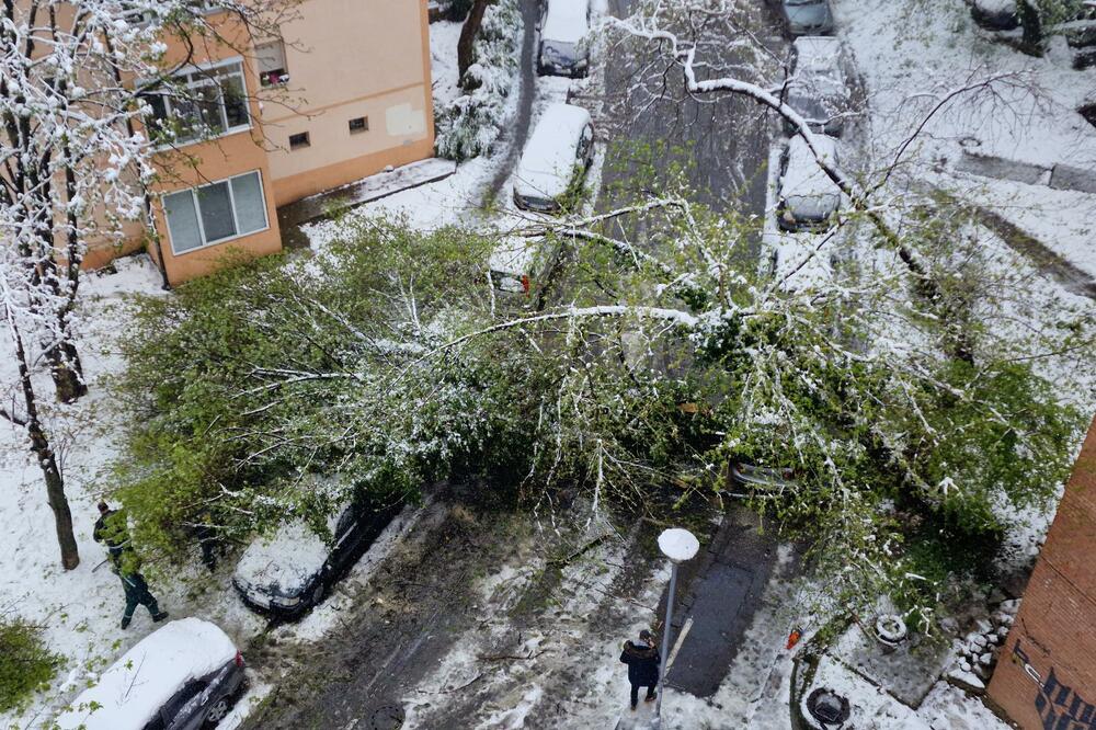 SLUŽBE NA TERENU NA KARABURMI, ODZVANJA MOTORNA TESTERA: Sneg izazvao KOLAPS, saniraju se štete u Beogradu nakon pada drveta VIDEO