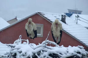 RODE U TOTALNOM ŠOKU! Neverovatan snimak stiže iz Berana, vesnici proleća okovani snegm i vetrom, izgleda da su poranile (VIDEO)