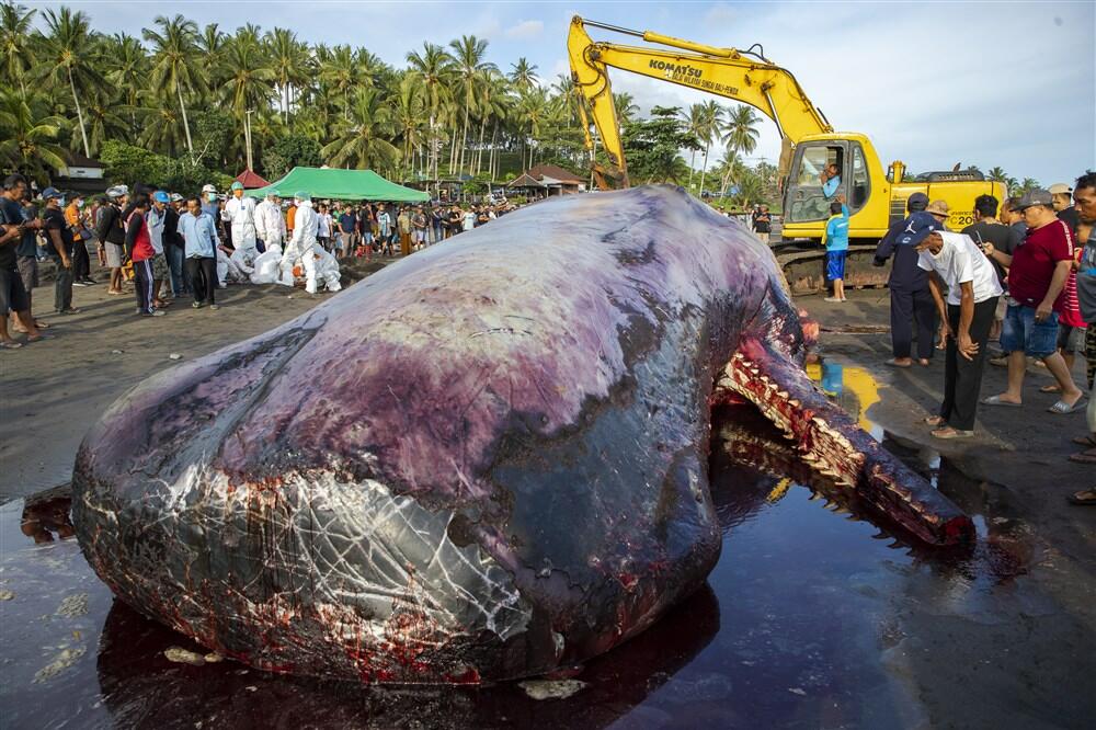 SMEĆE UBIJA: Za nedelju dana tri kita pronađena mrtva na plažama Baliju, gutaju otpatke i umiru