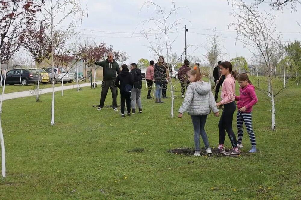 AKCIJA "ZASADI DRVO" U PUNOM ZAMAHU! Dva mesta u Vojvodini postala zelenija, a drvećem je bogatije čak 17 gradova u Srbiji!