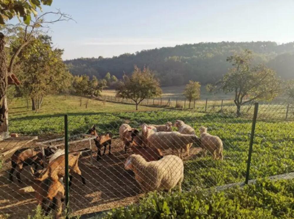 Šumadija, selo, srpsko selo, život na selu, Seoski Turizam, ovce