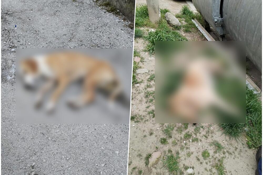 HOROR PRIZOR U PROKUPLJU, GRAĐANI U ŠOKU: Neko ubija pse po gradu, nađene lešine u samom CENTRU! Uzeti snimci kamera (FOTO)