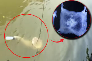 STVORENJE SA 24 OKA PRONAĐENO U JEZERU: Niko ne zna koliko dugo se krilo u mutnoj vodi, ali naučnici uspeli da ga uhvate (VIDEO)