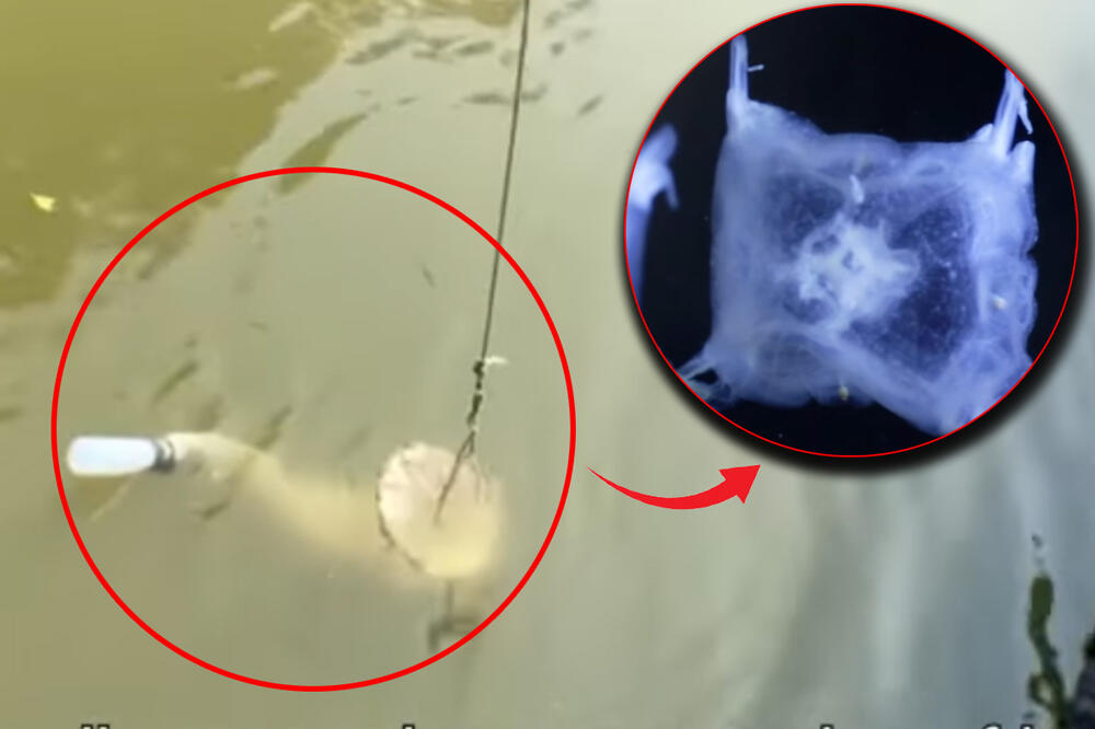 STVORENJE SA 24 OKA PRONAĐENO U JEZERU: Niko ne zna koliko dugo se krilo u mutnoj vodi, ali naučnici uspeli da ga uhvate (VIDEO)