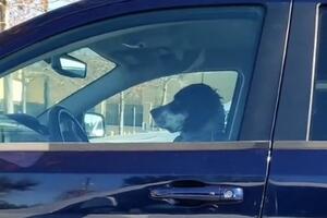 POGLED KOJI ĆE VAS SLATKO NASMEJATI: Stao je pored vozila u kom je bio pas i rekao "Izvinite, gospodine", usledila je HIT REAKCIJA