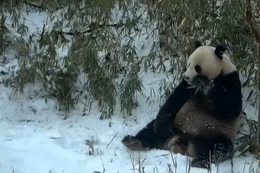 Svakodnevni život divljih džinovskih pandi