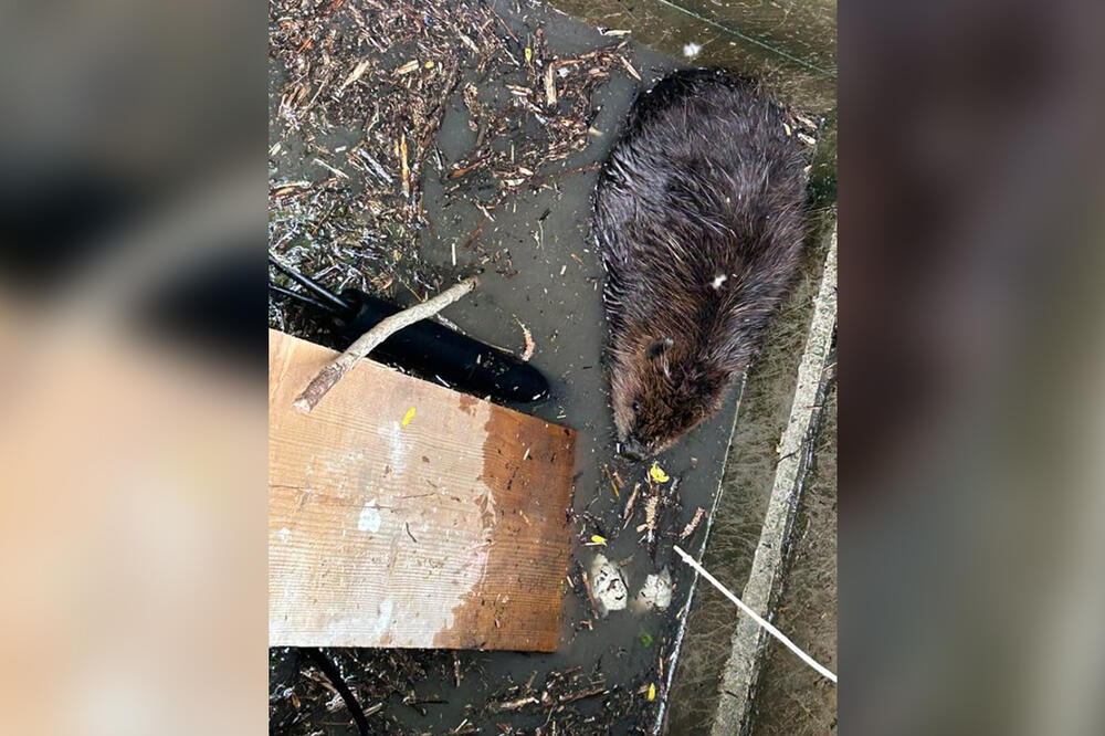 GLODAR OSTAVIO HRVATSKO MESTO BEZ INTERNETA: Radnici otvorili šaht da otklone kvar, a tamo šok scena! JEDVA GA OTERALI (FOTO)