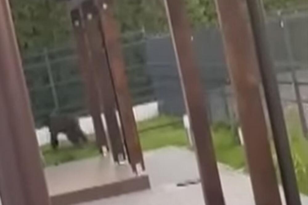 TRI ŠNAUCERA OTERALA MEDVEDA: Vlasnica sedela na terasi kad je zver upala u dvorište, ali njeni psi se nisu uplašili (VIDEO)