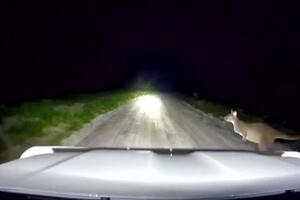 TEŽAK SUDAR SA KENGUROM: Australijanac je noću vozio po zabačenom seoskom putu, a onda je životinja ISKOČILA IZ MRAKA (VIDEO)