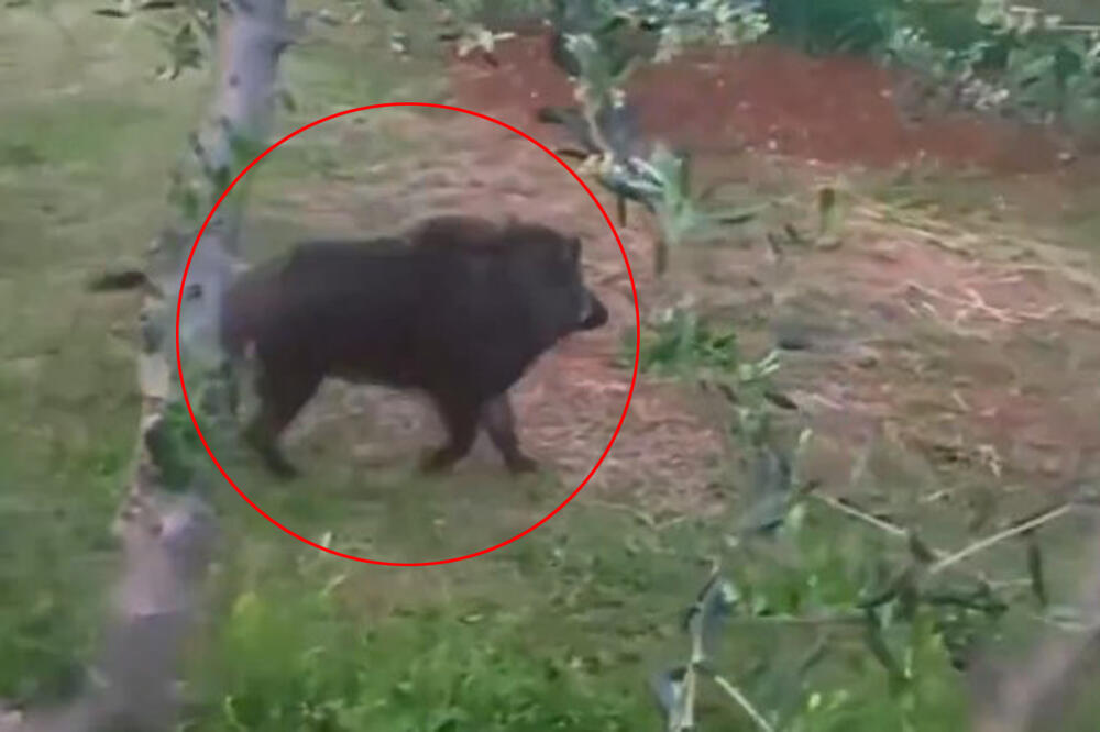 DRŽ' GA VEPRE! Muškarac iz BiH snimio bliski susret sa opasnom životinjom u svom voćnjaku ODMAH POBEGAO NA NAJBLIŽE DRVO (VIDEO)