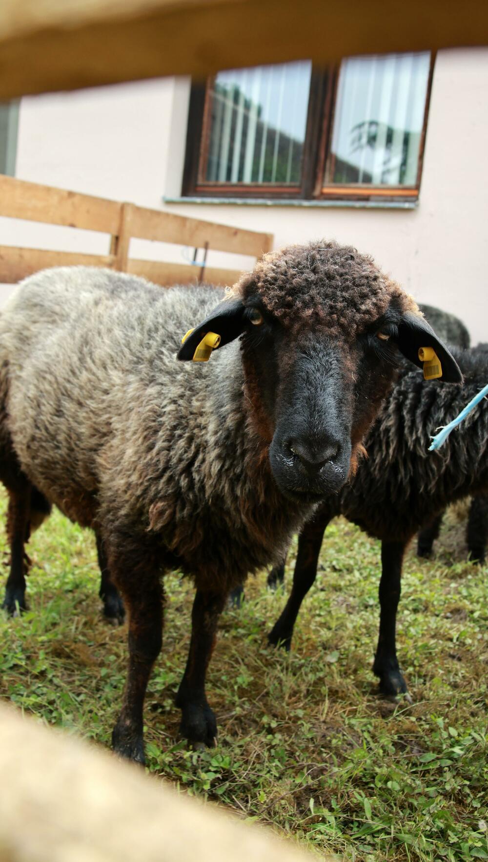 Ovce, Institut za stočarstvo
