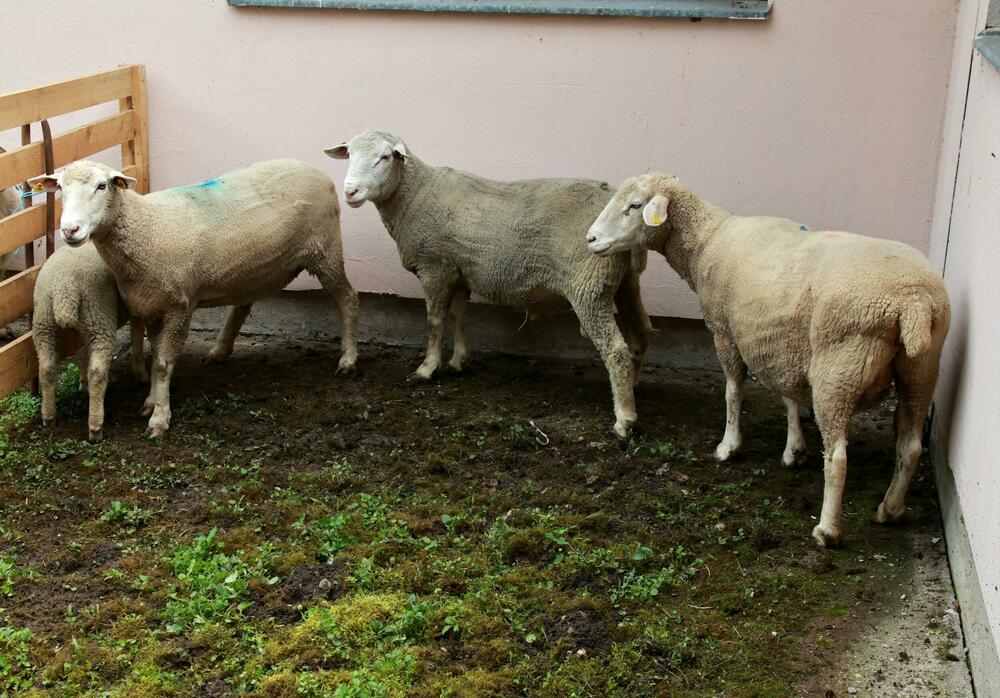 Ovce, Institut za stočarstvo