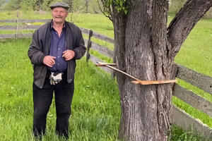 MISTERIOZNA ŠLJIVA RASTE KOD DŽAMIJE: Niko ne zna koliko je stara, voćari u čudu, a Esad znao da ubere i 350 kg voća (VIDEO)