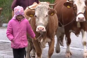 "RUMENKA, TOMKA, MILKA, RUŠKA" Zovem se Tijana i imam 4 krave! Ovo je pastirica o kojoj priča Srbija (VIDEO)
