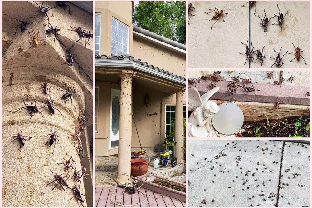 KAO U NAJGOREM HOROR FILMU: Na hiljade insekata joj prekrilo kuću a ne može im ništa! Evo otkud oni tu! OČAJNA (VIDEO)
