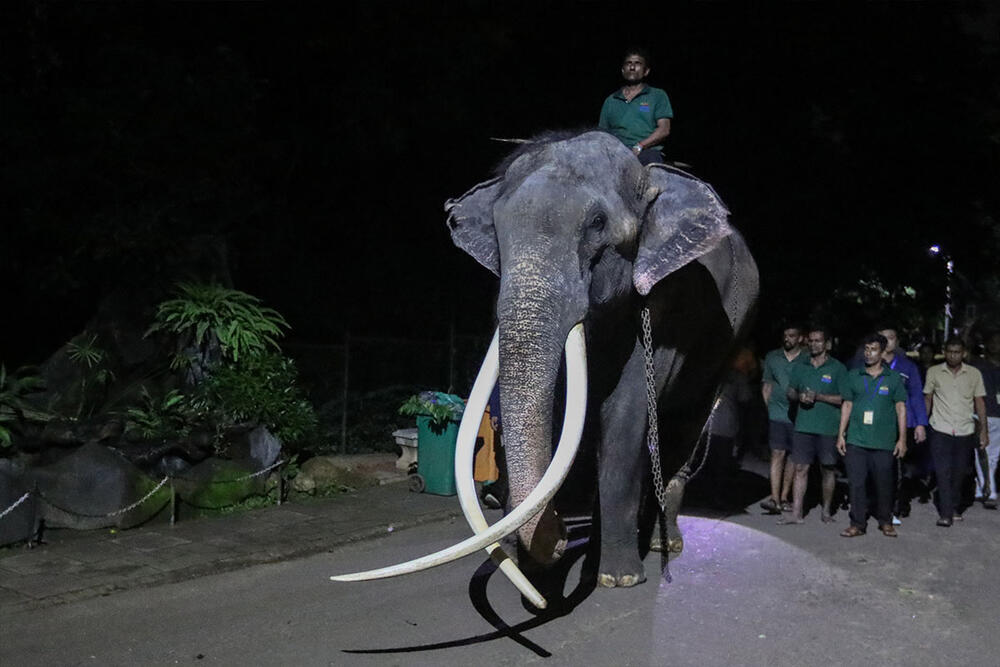 Muthu Raja, slon, Šri Lanka