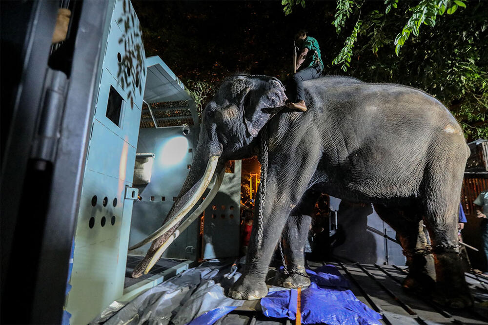 Muthu Raja, slon, Šri Lanka