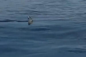 AJKULA VIĐENA KOD GRČKOG OSTRVA: Snimili je na 80 metara od obale, ljudi uspaničeno vrištali (VIDEO)