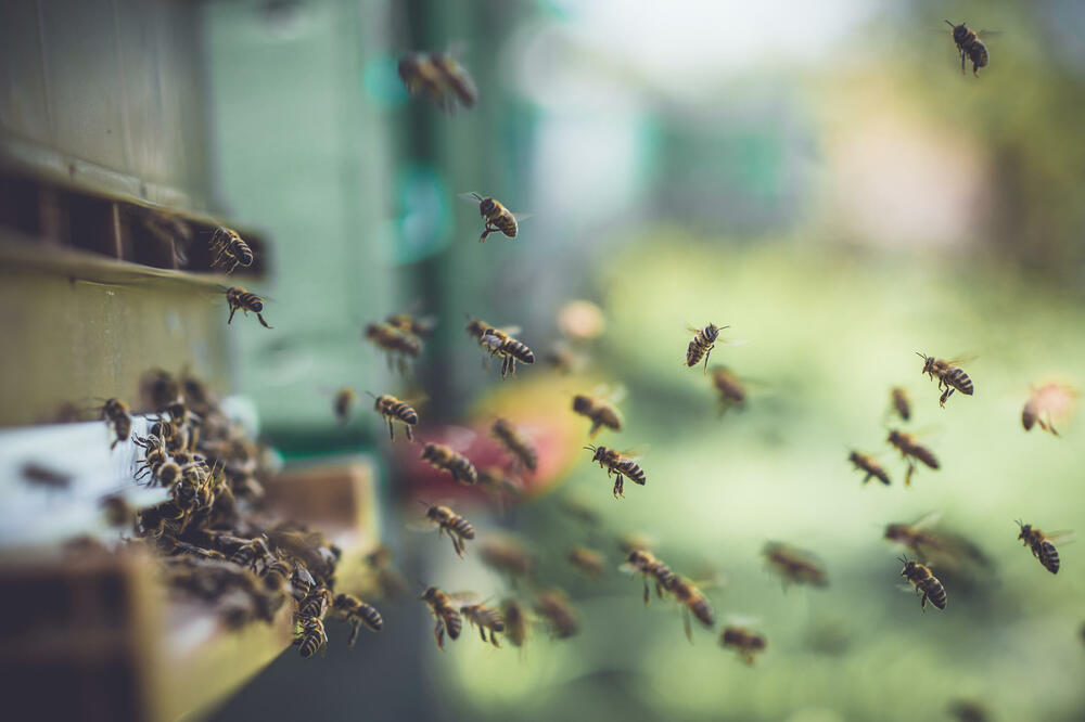RAZJARENE PČELE IZUJEDALE ČAČANINA, PA NAPALE I EKIPU HITNE POMOĆI! Insekti pobesneli od vrućine, imao više od 100 UBODA