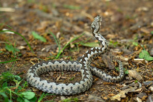 "PLAŠIM IH SE KAO GROMA": Na šetalištu pronađene dve zmije, dok su jedni bili prestravljeni, drugi su im se DIVILI (FOTO)