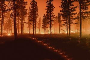 ZASADI DRVO: Šumski požari i bespravna seča kao najveće pretnje!