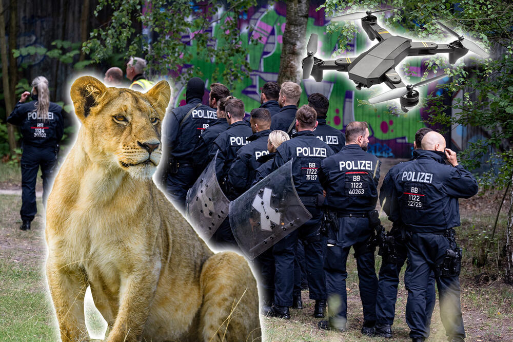 "BEŽITE IZ ŠUME ODMAH!" Berlinska policija upozorila džogere da se klone mesta gde se možda KRIJE LAVICA,dronovi traže divlju zver