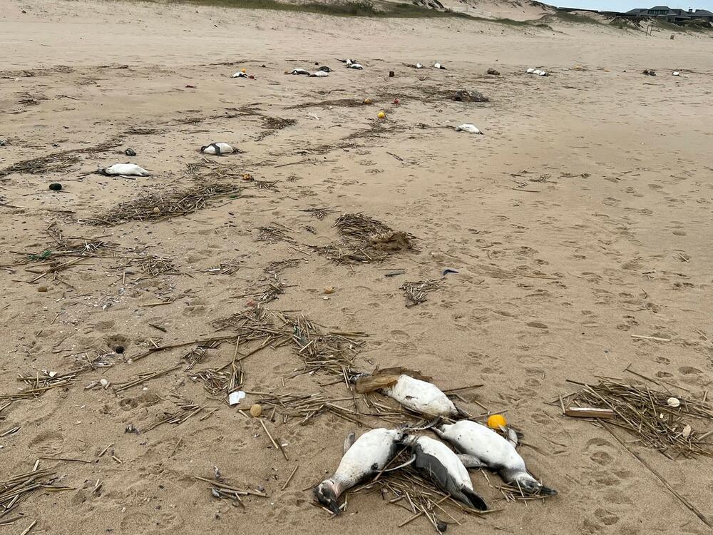 Уругвај, пингвини, мртви пингвини