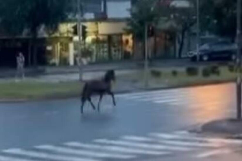 KONJ TRČI KONJARNIKOM: Neverovatna scena u Beogradu! Vozači obilaze zbunjenu životinju da je ne bi povredili (VIDEO)
