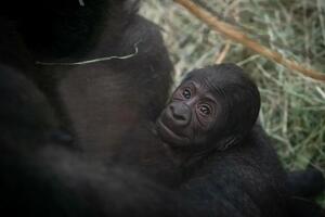 ČUDO NEVIĐENO: Rođena prva beba gorile na carski rez, NAUČNICI u šoku - ne mogu da veruju koliko podseća na ljudski porođaj (FOTO)