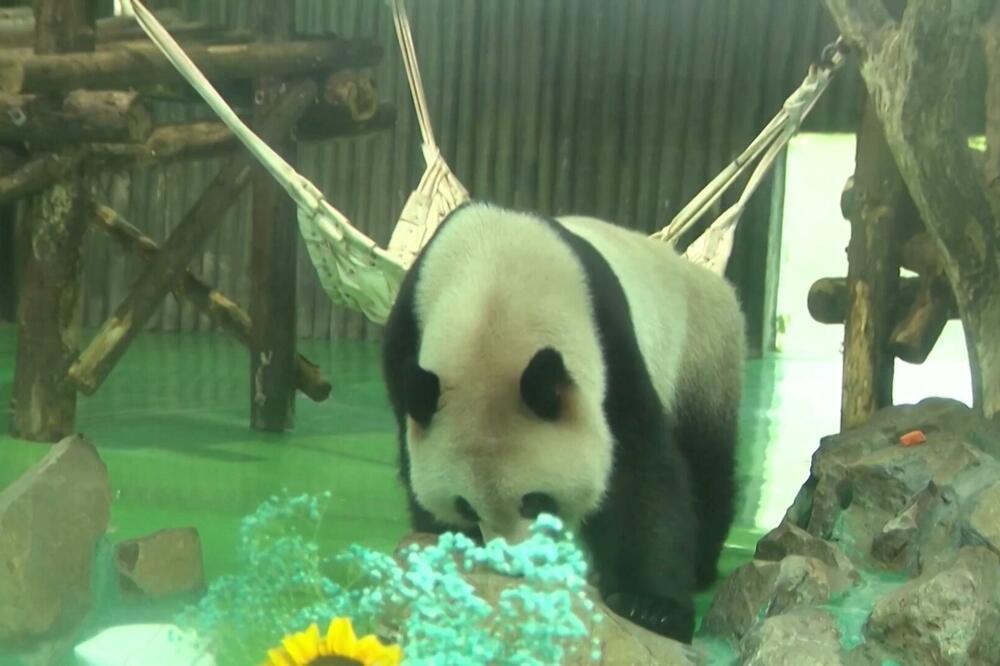 DŽINOVSKA PANDA PROSLAVILA ROĐENDAN UZ TORTU SA PET SPRATOVA! U šangajskom zoo vrtu PRAVA ŽURKA, a evo zašto je zovu "bele čarape"