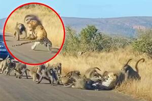 PAVIJANI POKAZALI LEOPARDU KO JE GLAVNI: Pogledajte hit snimak, zver napada grupu majmuna, ali to mu je bila VELIKA GREŠKA