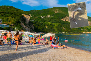 KUPAČI NA PLAŽI U CRNOJ GORI PRONAŠLI SKELET ČUDNOG STVORENJA! Odmah se oglasili turisti: "Ne može iz mora da bude zmaj nego..."