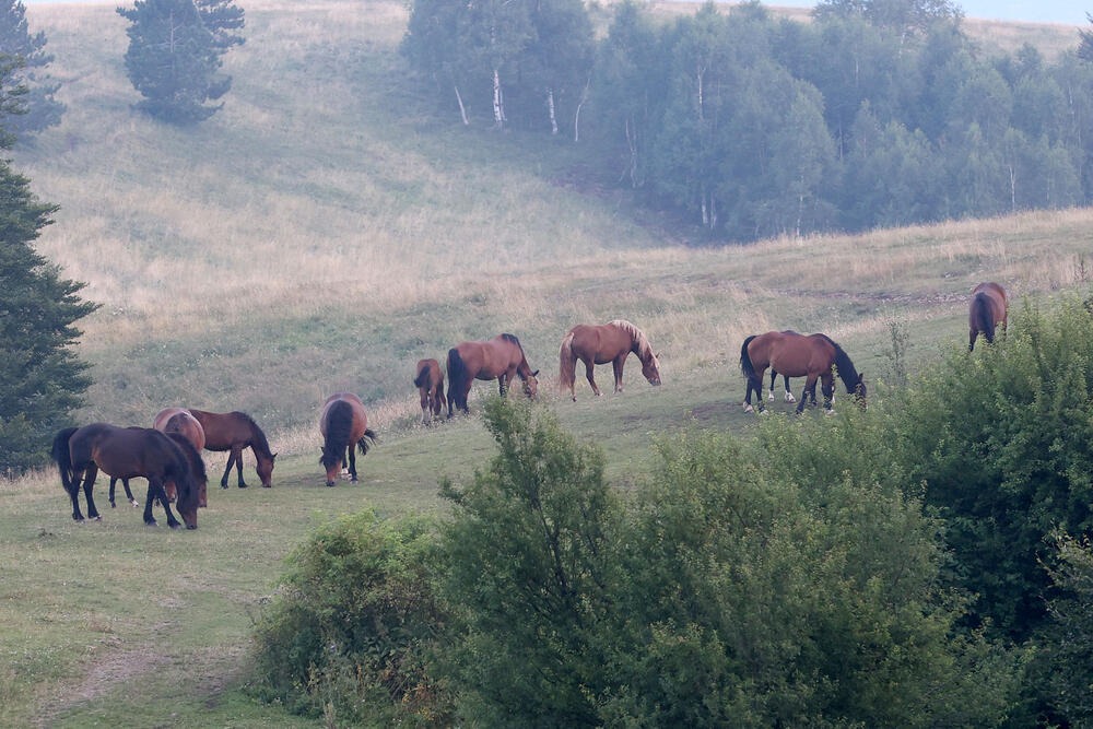 Divlji Konji, Stolovi