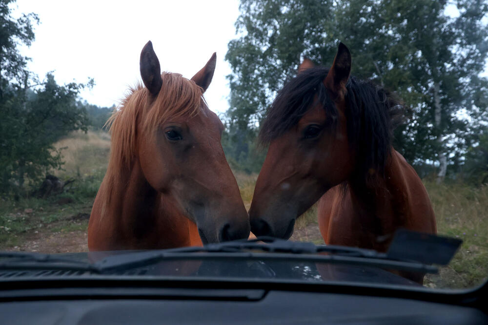 Divlji Konji, Stolovi