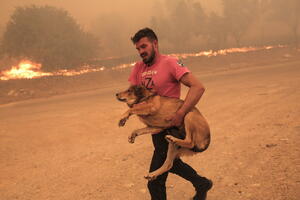 MLADIĆ KOJI JE ODUŠEVIO SVET: Golim rukama spasava životinje iz podivljalog požara u Grčkoj! Zovu ga - NOVI NOJE (FOTO)
