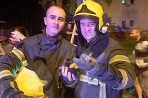E, BAŠ ZATO IH ŽENE PROSTO OBOŽAVAJU: Novosadski vatrogasci spasili dva mačeta, komplimenti samo pljušte (FOTO)