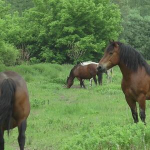 NEOČEKIVANA SITUACIJA NA HIPODROMU: Dete završilo u Tiršovoj zbog konja