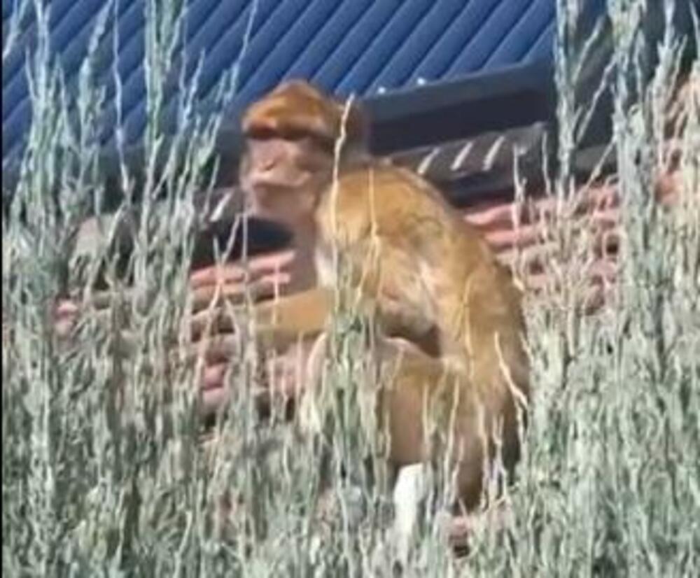 majmun, Karaburma