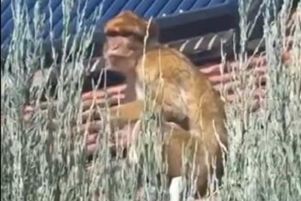 ŠOK PRIZOR NA KARABURMI: Majmun se šetka na krovu kuće, prolaznici u neverici! U jednom trenutku zastao I URADIO OVO (VIDEO)