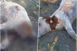 OVU OPASNU ŽIVOTINJU NIKO RANIJE NIJE VIDEO U SELU NA GOLIJI: Borko na imanju našao zaklanog bika težeg od 350 kilograma (FOTO)