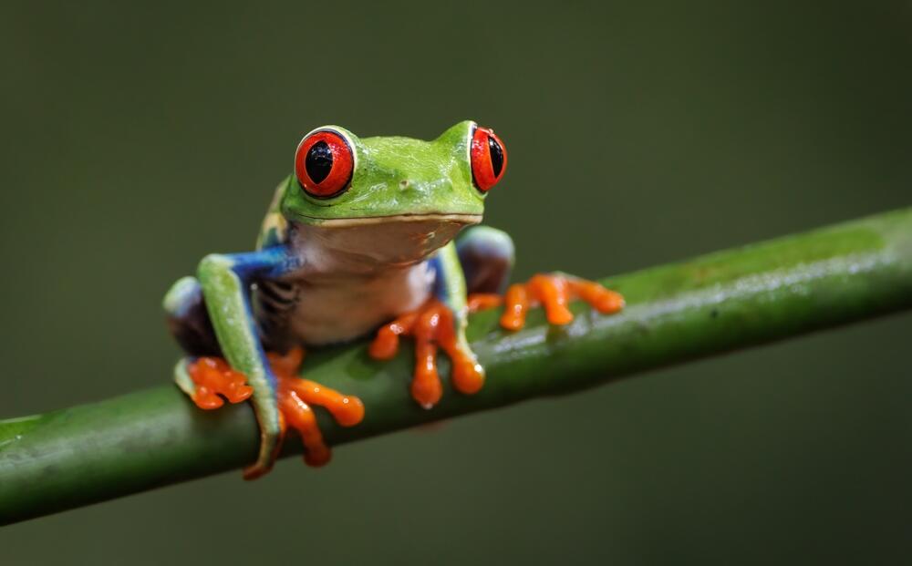 amazonska žaba