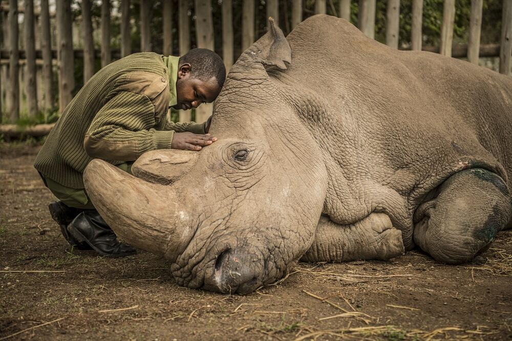 Sudbinu nosoroga je pratila serijalom fotografija