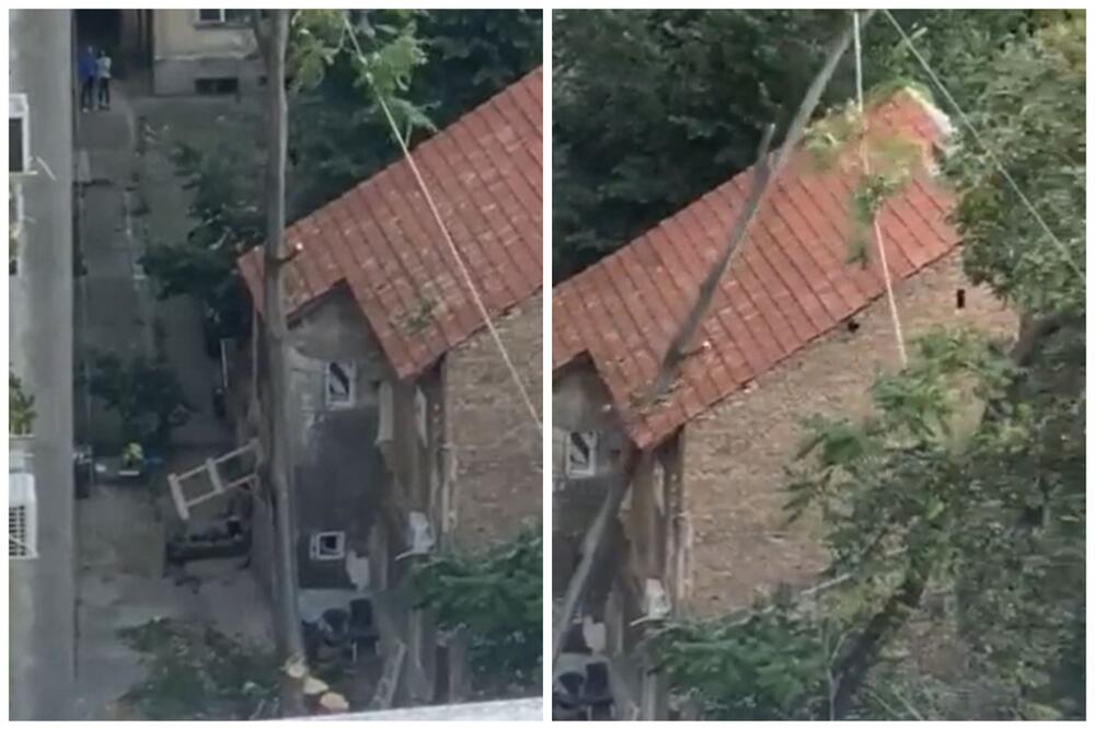 DA LI ČOVEK DA SE SMEJE, ILI UHVATI ZA GLAVU: Snimak haosa iz centra Beograda - Sekli drvo, ono se OBRUŠILO na kuću (VIDEO)