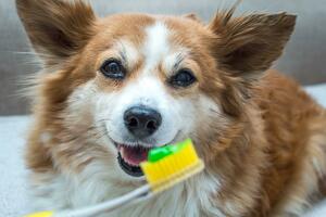 BRIGA O VAŠEM LJUBIMCU: Kako da na najlakši način i kroz igru operete zube psima?