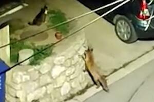 BASNA U CENTRU IVANJICE! Hit-snimak, pogledajte kako je mačka usred noći odbranila svoju kuću od lisice! Bolje od vučjaka (VIDEO)