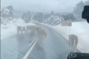 NESTVARNA SCENA NA PUTU NOVA VAROŠ- ZLATIBOR! Putari posuli so zbog velikog snega, a krave odmah navalile da ližu (FOTO)